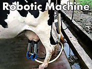 How Robots Work in Dairy Farm?