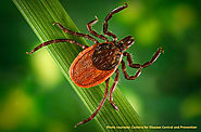 Fight Ticks, Lyme Disease with Natural Tick Repellents