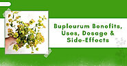 Bupleurum Benefits, Uses, Dosage & Side-Effects