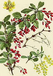 Health Benefits Of Barberry Extract