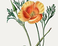 Benefits of california poppy extract