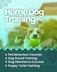 Dog training services in Jaipur