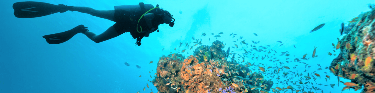 Headline for Explore the underwater world of Maldives