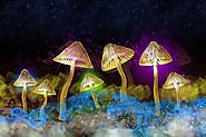 SiloSai | Buy Psilocybin Magic Shrooms Online Now!