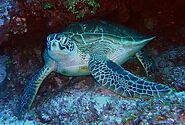 Green Turtle