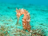 Seahorse