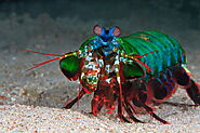 Mantis Shrimp