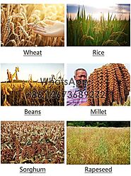 Applications Of Rice And Wheat Thresher - Taizyagromachine.com