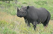 Black rhino