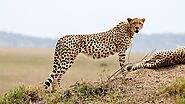 Cheetah