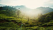 Why Wayanad is best place for Honeymoon