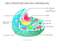 Cell in Biology - Structure, Examples, Functions, Organelles