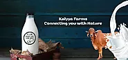 Gir cow milk in Ahmedabad, Gir cow ghee in Ahmedabad | Kalyya Farms