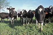 Some important aspects of a typical dairy farm