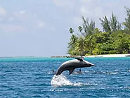 Spinner Dolphins | Stenella longirostris