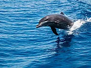 Tursiops truncates | Bottlenose Dolphins
