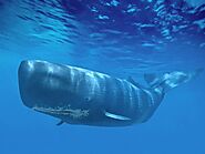 Physeter macrocephalus | Sperm Whales