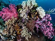 Various Sea Corals