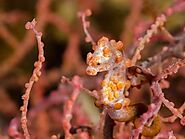 Hippocampus satomiae | Pygmy Seahorses