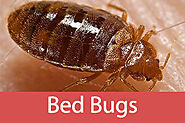 Get Bed Bug Exterminator in Manhattan | VJ Pest Management