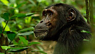🐒 Best Chimpanzee trekking, Chimpanzee safari tours in Uganda