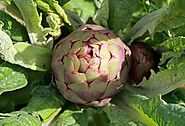 Artichoke: Relief of Stomach Upset