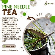 Pine Needle Tea - Tea Life