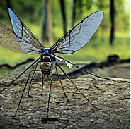 How do you make mosquitoes go away faster? - Pest Control Near Me