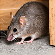 How to get rid of rodents in your home - Pest Control Near Me