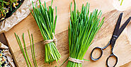 Wheatgrass Benefits: The Superfood that Boosts Immunity & Nutrient Absorption