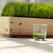 What Are the Benefits of Wheatgrass Powder for Dogs? | Dog Care - Daily Puppy
