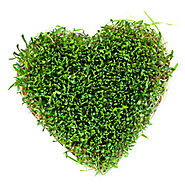 Wheatgrass for Dogs