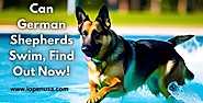 Can German Shepherds Swim, Find Out Now!