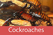 Eliminate Unwanted Pests with Effective Pest Control for Cockroaches