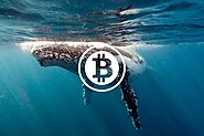 Crypto Whales activity: how 2023 started Crypto Whales activity: how 2023 started - Beardy Nerd