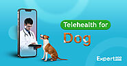 Telehealth for Dogs: How to Build a Veterinary App for Better and Timely Pet Care?