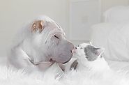 Meet the Cutest Dog-Cat Best Buddies, the Shar Pei And His Cat - Pet Reporters