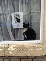 Missing Cat Poster Works Like Charm Finding Missing Cat - Pet Reporters