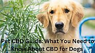Pet CBD Guide: What You Need to Know About CBD for Dogs