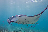 Manta Rays