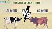 Which Milk Type Is Better for Your Health: A1 or A2 Milk?