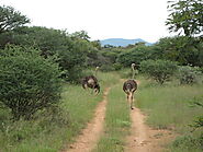 Mokolodi Nature Reserve