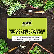 Why Do I Need to Prune My Plants and Trees?