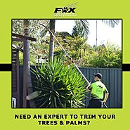 Need An Expert To Trim Your Trees And Palms ?