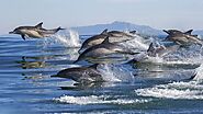 Go Dolphin Watching
