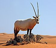 Oman’s National Animal is the Arabian Oryx