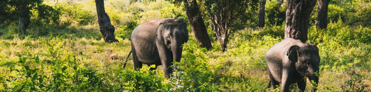 Headline for Top 5 Wildlife Experiences in Sri Lanka - Discover the fascinating fauna of the Indian Ocean’s teardrop island