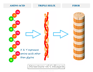 Collagen Protein - Structure, Production, Types, Disorders