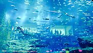 Dubai Mall Aquarium