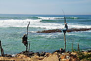 Experience stilt fishing at Weligama